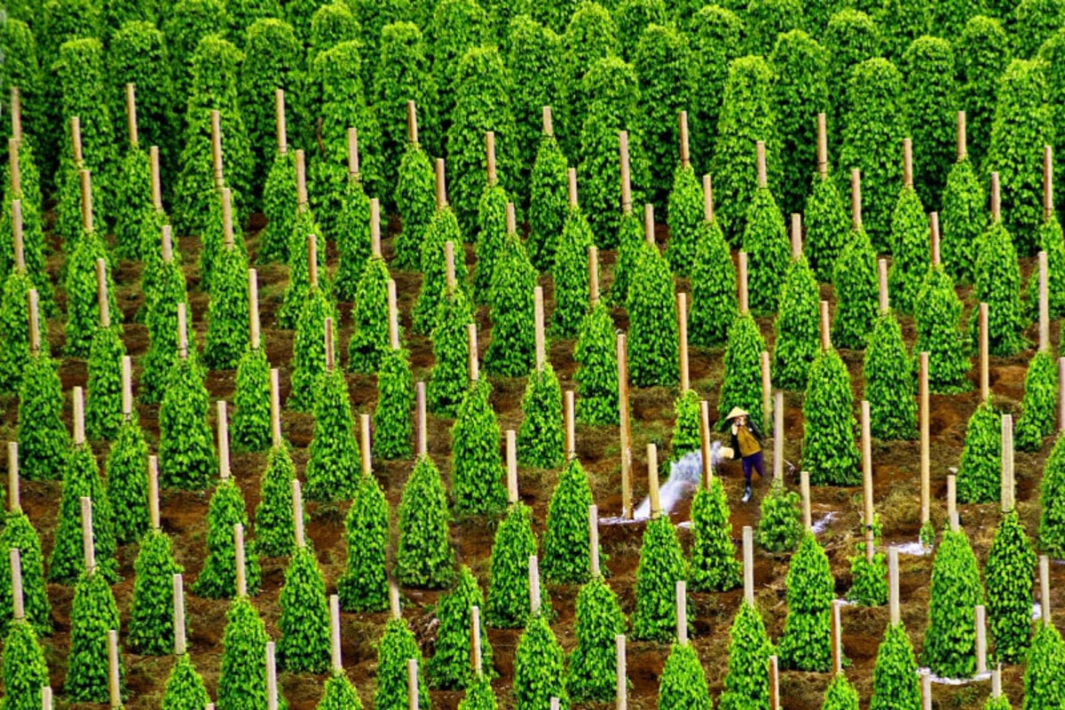 Phu Quoc Countryside Pepper Farm